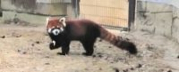 アケビ、福井でも元気でね！　仙台・八木山動物公園でレッサーパンダのお別れイベント