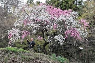 宮城・白石で「源平咲き」に平和への思い託す＜みちのく＞