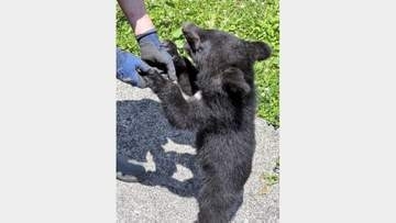 子グマの名前は「リコ」　秋田・北秋田の阿仁熊牧場くまくま園＜みちのく＞