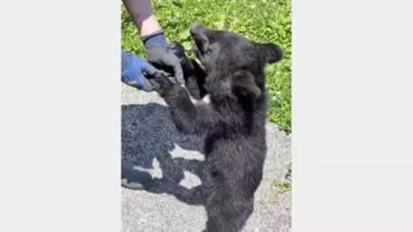 子グマの名前は「リコ」　秋田・北秋田の阿仁熊牧場くまくま園＜みちのく＞
