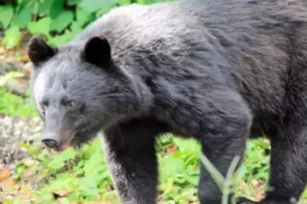 秋田、熊出没で宿泊減　都市部のホテルにも影響