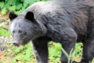 秋田、熊出没で宿泊減　都市部のホテルにも影響