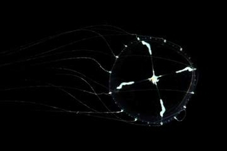 スケールが大きい？クラゲが登場　鶴岡・加茂水族館＜みちのく＞