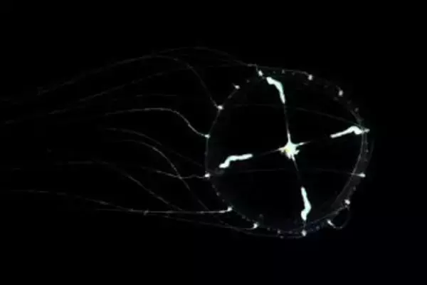 スケールが大きい？クラゲが登場　鶴岡・加茂水族館＜みちのく＞