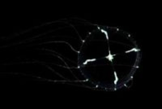 スケールが大きい？クラゲが登場　鶴岡・加茂水族館＜みちのく＞