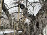 「福島・三春の国指定天然記念物「滝桜」の枝が大雪で折れる　」の画像1