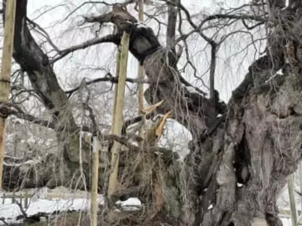 福島・三春の国指定天然記念物「滝桜」の枝が大雪で折れる　