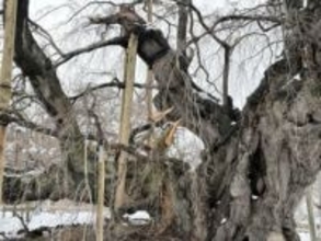 福島・三春の国指定天然記念物「滝桜」の枝が大雪で折れる　