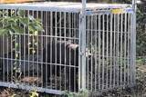 「仙台・水の森公園近くで熊1頭捕獲　「一帯には別の個体がいる可能性も」と市の担当課」の画像1