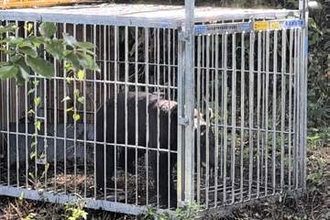 仙台・水の森公園近くで熊1頭捕獲