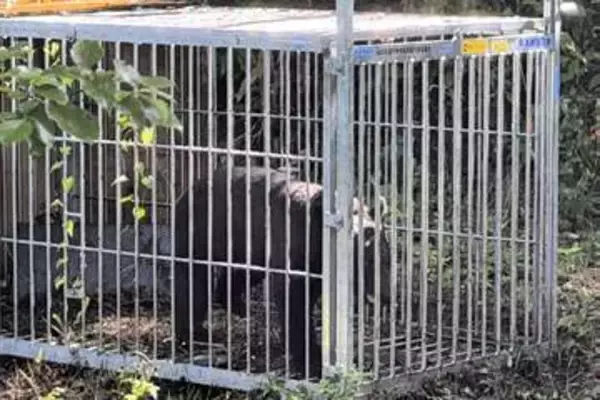 仙台・水の森公園近くで熊1頭捕獲　「一帯には別の個体がいる可能性も」と市の担当課