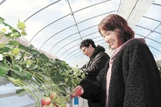 宮城・山元　イチゴ産地に新たな風　JA「トレセン」1期生、初の収穫期