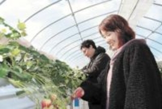 宮城・山元　イチゴ産地に新たな風　JA「トレセン」1期生、初の収穫期