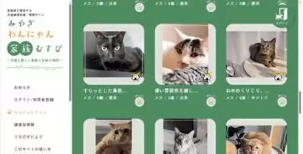 新しい飼い主を待ってるよ　保護されたイヌやネコのマッチングサイト開設　宮城県