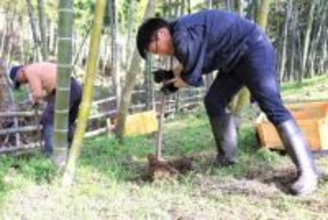 宮城・丸森　耕野のタケノコ初出荷　今年は「表年」　豊作の見込み