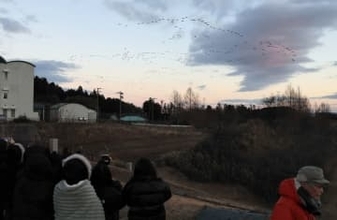 シジュウカラガン復活プロジェクト　宮城・大崎　化女沼で観察会