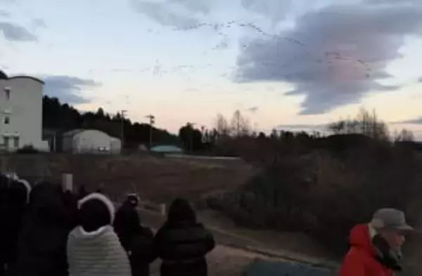 シジュウカラガン復活プロジェクト　宮城・大崎　化女沼で観察会