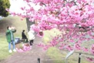 「ゆづ桜」が見頃　仙台・七北田公園　羽生結弦さん五輪連覇記念で植樹のヨウコウザクラが春風に舞う　