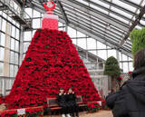 「ポインセチア1000株が高さ4メートルの真っ赤なクリスマスタワーに　秋田・潟上」の画像1