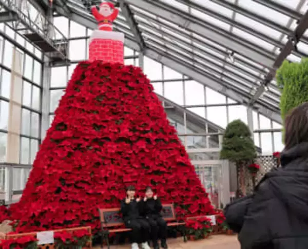 ポインセチア1000株が高さ4メートルの真っ赤なクリスマスタワーに　秋田・潟上