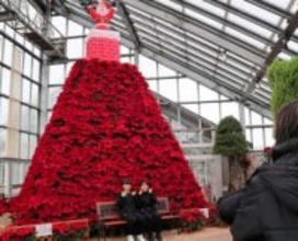 ポインセチア1000株が高さ4メートルの真っ赤なクリスマスタワーに　秋田・潟上