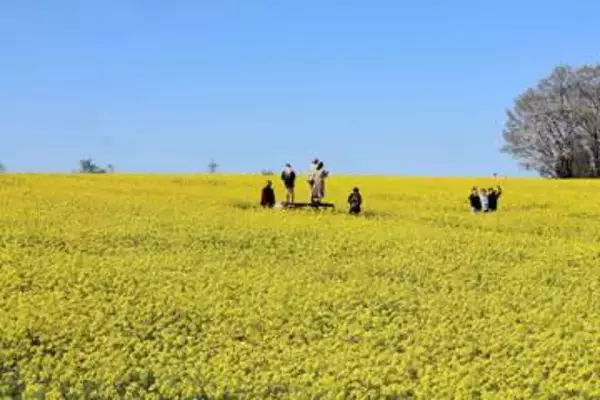 これは映えます！ 200万本の菜の花がちょうど見頃　宮城・大崎市三本木で「菜の花まつり」開催中