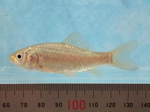 絶滅の恐れ　初の1000種超え　野生動植物のレッドデータブック　宮城県が10年ぶりに改訂版