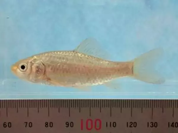 絶滅の恐れ　初の1000種超え　野生動植物のレッドデータブック　宮城県が10年ぶりに改訂版