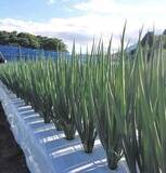 「「築地銀だこ」「天下一品」で使われる京野菜「九条ねぎ」が岩手・八幡平で本格栽培されるまで」の画像1