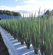 「築地銀だこ」「天下一品」で使われる京野菜「九条ねぎ」が岩手・八幡平で本格栽培されるまで
