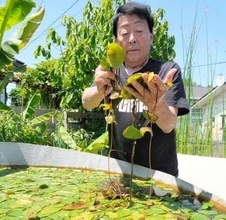 観賞用にジュンサイ、トチカガミはいかが?　宮城・大崎市田尻の「メダカの郷」が無料配布