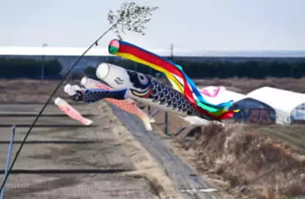 「希望のこいのぼり」再び　気仙沼・杉ノ下地区の遺族　東日本大震災15年