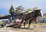 「人馬一体、拍手喝采　涌谷で東北輓馬大会」の画像1