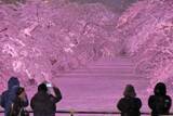 「「まるでサクラ吹雪」雪の青森・弘前公園ライトアップ」の画像1