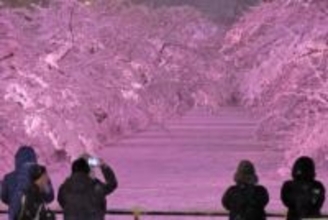 「まるでサクラ吹雪」雪の青森・弘前公園ライトアップ