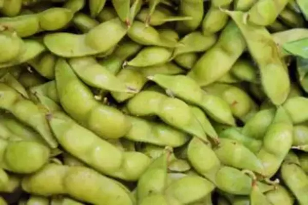 だだちゃ豆　おいしさの秘密突き止めた　うま味や甘味の成分増やす遺伝子を特定　山形大・星野教授ら