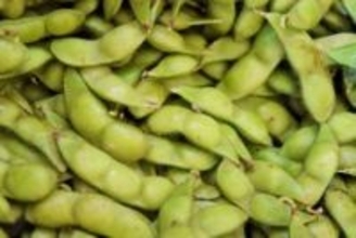 だだちゃ豆　おいしさの秘密突き止めた　うま味や甘味の成分増やす遺伝子を特定　山形大・星野教授ら