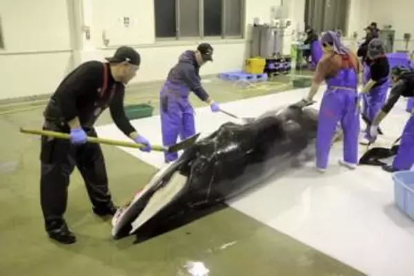 「【動画あります】宮城・石巻の鮎川捕鯨がミンククジラを今季初水揚げ　喜びの解体、3日から市場へ」の画像