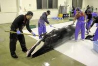 【動画あります】宮城・石巻の鮎川捕鯨がミンククジラを今季初水揚げ　喜びの解体、3日から市場へ