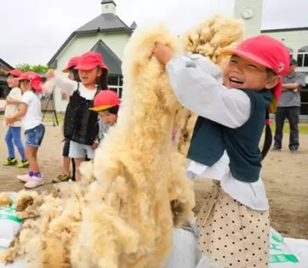 羊の毛「ふわふわだった」　宮城・加美のこども園で羊の毛刈り実演