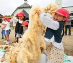 羊の毛「ふわふわだった」　宮城・加美のこども園で羊の毛刈り実演