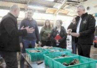 60年前に石巻のカキがフランスに渡りピンチを救う　続く親交　現地の養殖業者が来日して視察