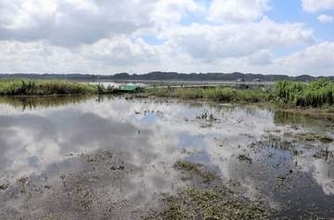 宮城のラムサール条約登録湿地「伊豆沼・内沼」でハスが水没　栗原の遊覧船は運航中止