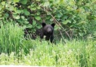 岩手大敷地内に熊出没　盛岡市が緊急銃猟決定するも、見失い駆除できず　大学は休講に