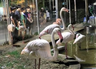 夜の顔じっくり楽しめます　秋田・大森山動物園で16日まで「夜の動物園」