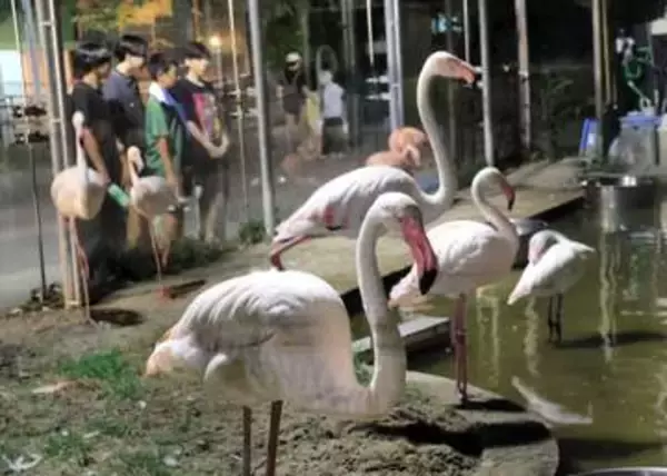 夜の顔じっくり楽しめます　秋田・大森山動物園で16日まで「夜の動物園」