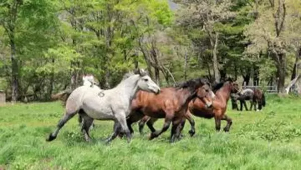 「チャグチャグ馬コ」参加馬も伸び伸び　岩手・滝沢で馬の放牧始まる　「たくさん食べて大きくなって」