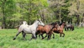 「チャグチャグ馬コ」参加馬も伸び伸び　岩手・滝沢で馬の放牧始まる　「たくさん食べて大きくなって」