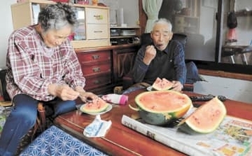 宮城・栗原のビニールハウスに季節外れのスイカ＜みちのく＞