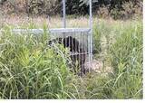 「「イノシシの箱わなで熊を捕獲」宮城・東松島市が映像公開」の画像1